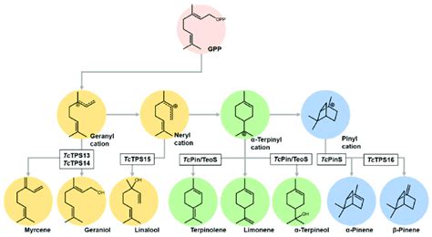 Functionally Characterized Monoterpene Biosynthetic Pathway Download