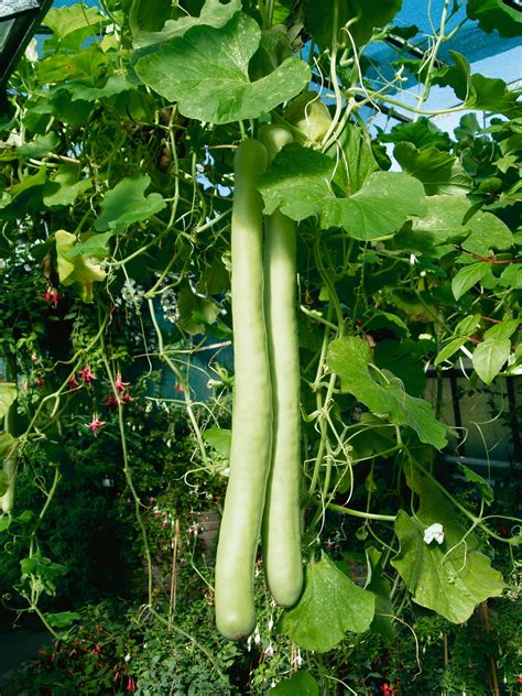 Snake Gourd - Morgan County Seeds