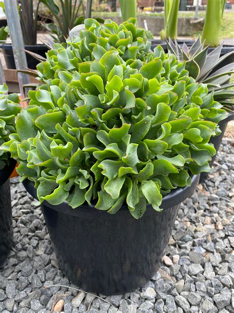 Crassula ‘max Cook Blue Wave Jade Plant Culture