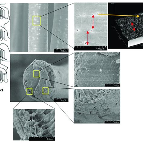 Left Lamellar Model Of The Crystalline And Amorphous Regions For Drawn