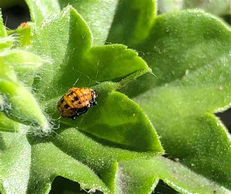 Black Bugs That Look Like Ladybugs