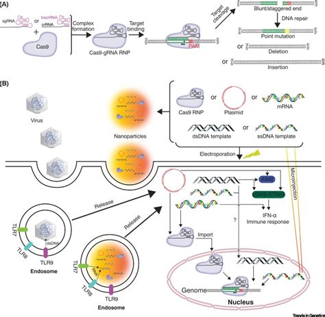 Dna Repair Pathway Choices In Crispr Cas9 Mediated Genome Editing