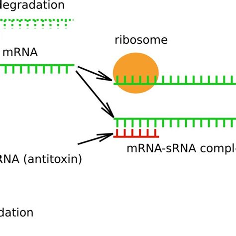 Simplified drawing of the sRNA regulated toxin-antitoxin mechanism for... | Download Scientific ...