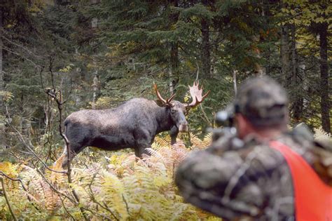 Une chasse à l orignal sans femelles ni faons en 2023 Le Charlevoisien