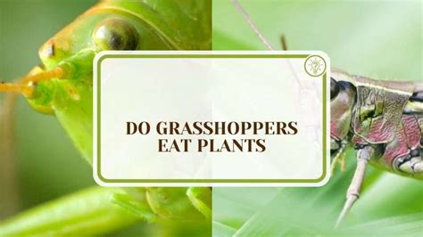 Do Grasshoppers Eat Plants Reasons And Ways To Eliminate Plant America