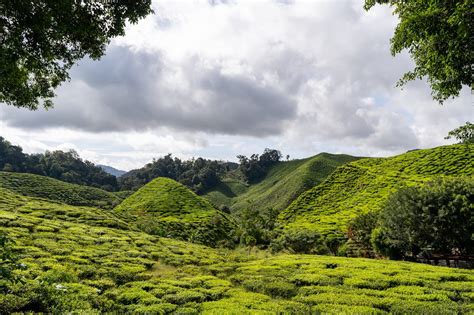 Visiter Cameron Highlands Et Ses Plantations De Thé Les Couleurs Dun