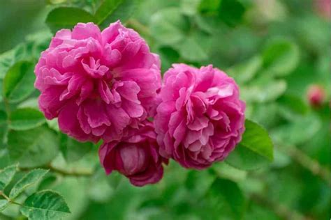 5 Common Rose Growing Stages Well Explained