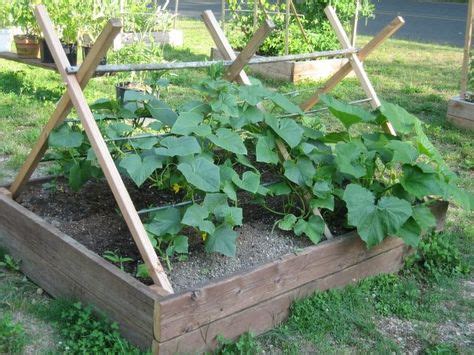 15 Best SQUASH TRELLIS ideas in 2021 | squash trellis, outdoor gardens ...