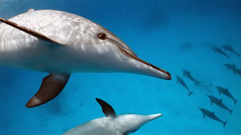 water, Animals, Mammals, Dolphin Wallpapers HD / Desktop and Mobile Backgrounds