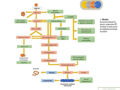 Glucolisis Mapa Conceptual Demi Mapa Porn Sex Picture