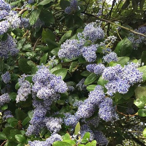 Blue Flowering Shrubs Buy Online To Grow In The Uk