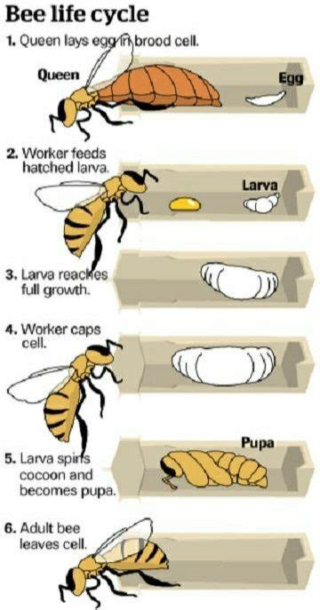 Pin De Connie Stappers En Eybee Abejas Ciclo Vital