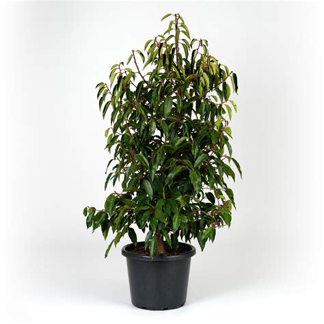 Portuguese Laurel Plants For Spaces