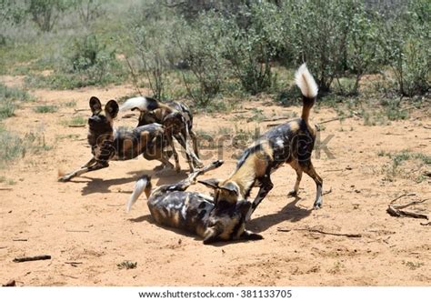 Group African Wild Dogs Playing Bush Stock Photo 381133705 | Shutterstock