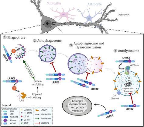 Frontiers Lrrk Autophagy And Lysosomal Activity