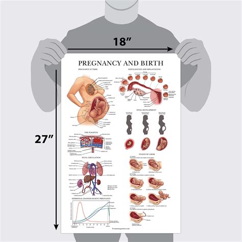 Buy 2 Pack Female Reproductive Anatomy Poster Pregnancy And Birth