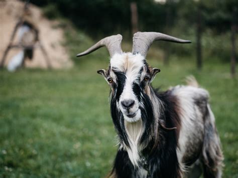 Nubian Goats: Everything You Need To Know - The Happy Chicken Coop