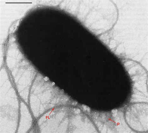 Escherichia Coli Lex