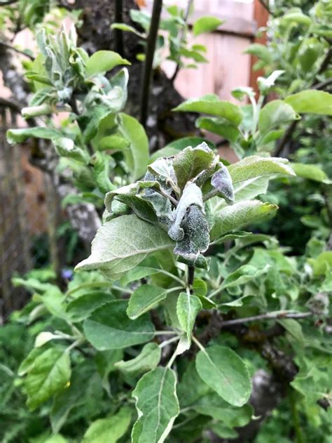 Pink pearl apple tree : r/plantpathology