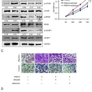 PRMT4 Positively Regulates The AKT MTOR Signaling Pathway A The