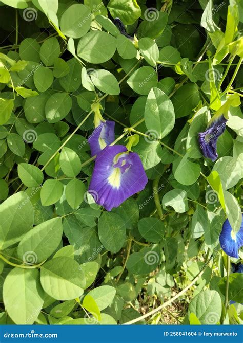 The Purple Pea Flower Looks Beautiful Stock Photo - Image of green, produce: 258041604