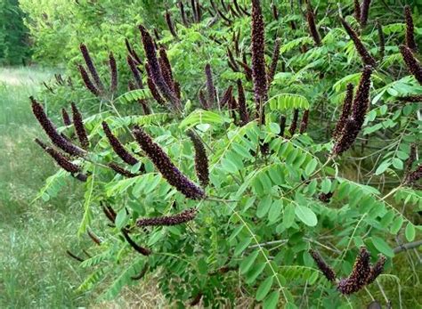 17 Plants That Attract Hummingbirds in Florida