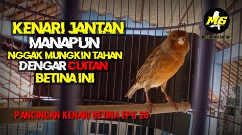 Pancingan Kenari Betina Memanggil Jantan Eps Kenari Burung