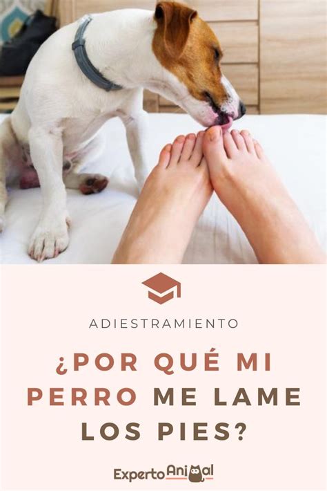 Por Qu Mi Perro Me Lame Los Pies En Perros Perros Durmiendo