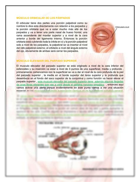 Solution Anatomia Ucsm Anatom A De La Cara Studypool