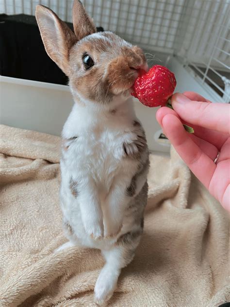 10000 Best Strawberry Images On Pholder Food Porn Baking And Nature Is Fucking Lit