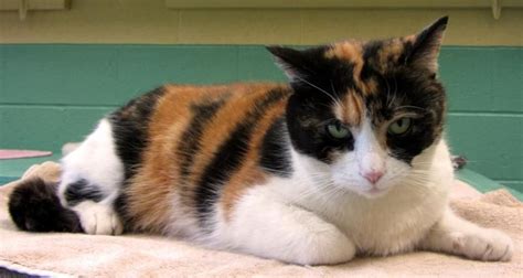 calico cat adoption nyc - Eleonora Langlois