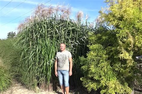 Miscanthus Giganteus Meidl Miskant Olbrzymi Meidl