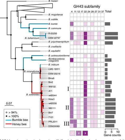 Pdf Division Of Labor In Honey Bee Gut Microbiota For Plant