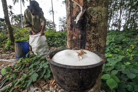 Pengepul Dan Petani Di Lebak Keluhkan Anjloknya Harga Karet Republika