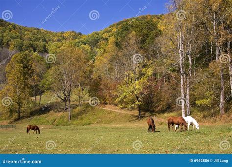 Horses In Mountain Fields Stock Photo Image Of Colourful 6962886