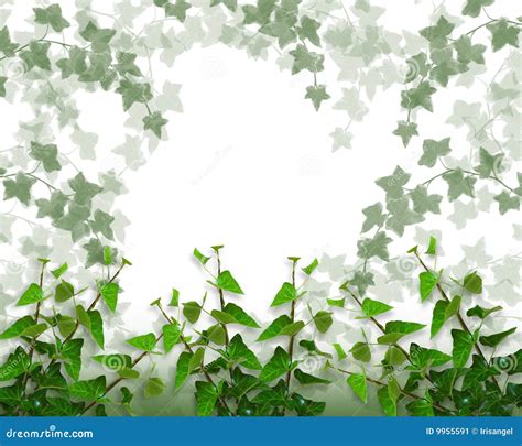 Ivy Border Background Or Frame Stock Illustration Illustration Of