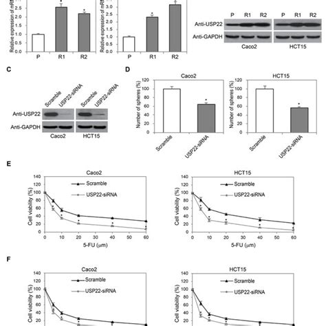 Knockdown Of Usp22 Reduced Chemoresistance In Colorectal Cancer Cells