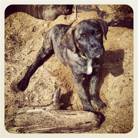 Boxer Lab Mix Brindle - Stom