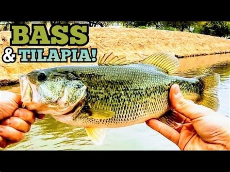 Urban Canal Fishing For LARGEMOUTH BASS And Tilapia Phoenix