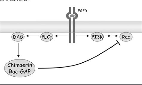 Figure From The Lipid Second Messenger Diacylglycerol As A Negative