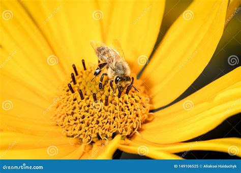 Abelha A Abelha Poliniza Uma Flor Amarela Do Heliopsis Closeup