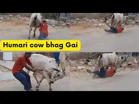 Humari Cow Bhag Gai Angry Cow Run Away On Bakra Eid Dangerous Bull Run