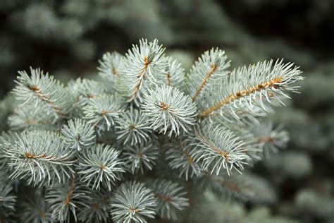 12 Easy-to-Grow Types of Fir Trees