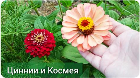 Цветник без хлопот: Цинния и космея. Сеем сразу в грунт, без рассады ...