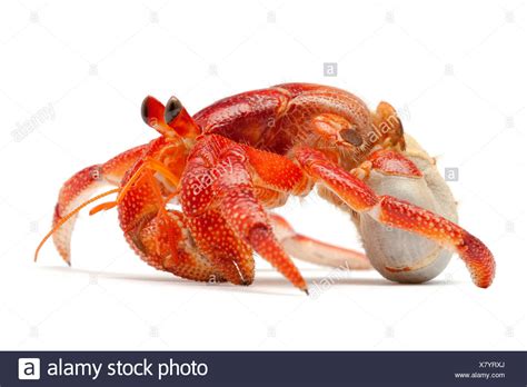 Hermit Crab Without Shell