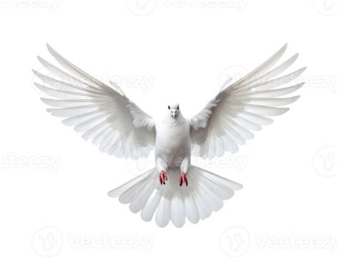 White Dove Flying Free With Open Wings Front View Isolated On A