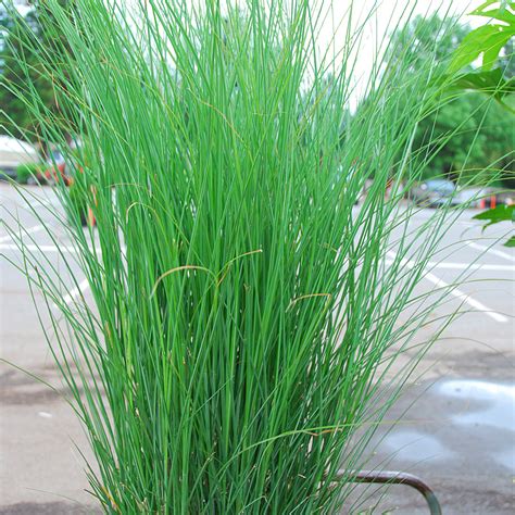 Miscanthus sinensis 'Gracillimus'