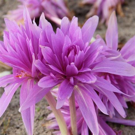 Colchicum Autumnale Waterlily Buy Plants At Coolplants