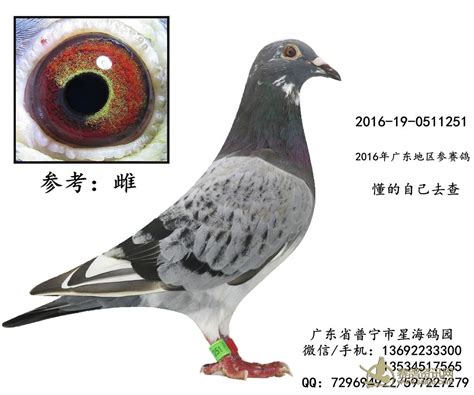 好花头白条信鸽的特点 桑杰士花头配对图 上等花头绛鸽图片 大山谷图库