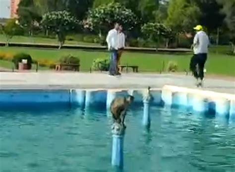 Amazing Acrobatics Are Done With Swimming Tourists Are Left Laughing